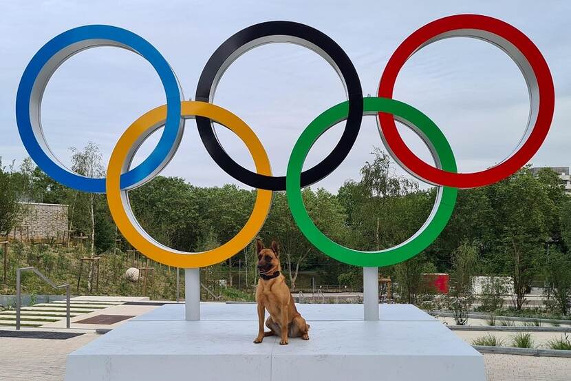 Een speurhond van de Koninklijke Luchtmacht staat voor de olympische ringen in Parijs.